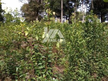 Chácara de 22.559m² à Venda - Guarapuava - Ref. 535036-4