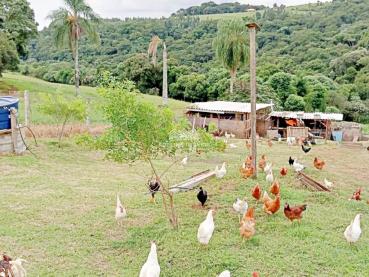 Chácara de 30.540m² à Venda - Carambei - Ref. 544515-4