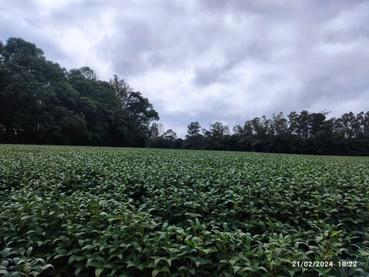 Chácara de 5m² à Venda - Ponta Grossa - Ref. 510313-4