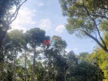 Chácara de 30.500m² à Venda - Teixeira Soares - Ref. 451180-4