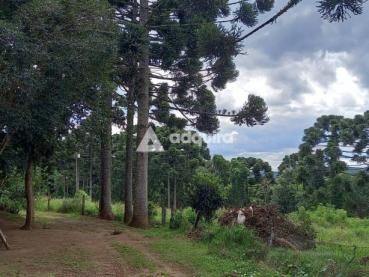 Chácara de 275.000m² à Venda - Carambei - Ref. 461978-4