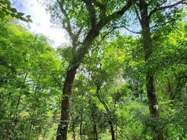 Terreno de 16m² à Venda - Ponta Grossa - Ref. 529158-4