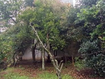 Terreno de 443m² à Venda - Ponta Grossa - Ref. 541469-4
